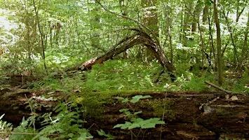 10th Annual Walk in Penn's Woods