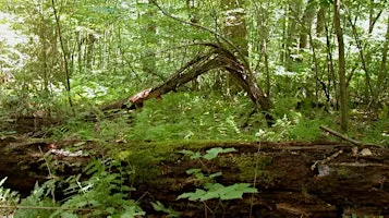 10th Annual Walk in Penn's Woods