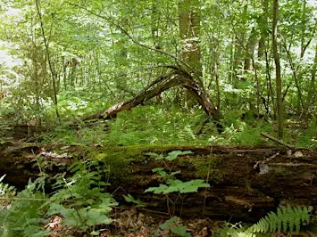 10th Annual Walk in Penn's Woods