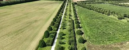 De la forêt de Rougeau à l'Allée Royale