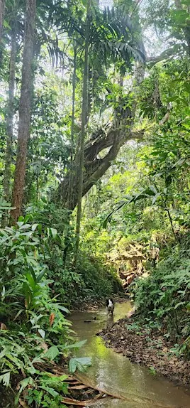 Guided Hike and Stream Tracing in Singapore's Hidden Wild