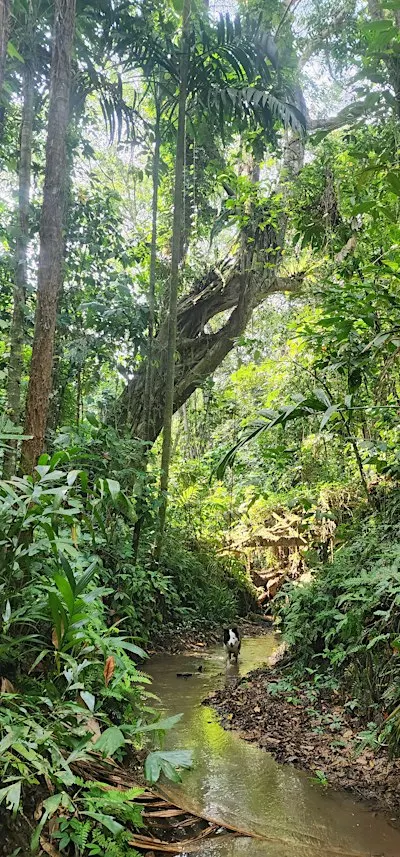 Guided Hike and Stream Tracing in Singapore's Hidden Wild