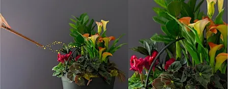 Create Your Own Spooky Cauldron Planter at Mahoney's Chelmsford