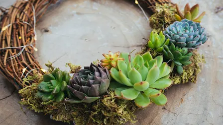 Succulent Holiday Wreaths @ Littleton Brewing Company.