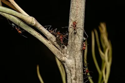 MAGNT After Dark | Insect Investigations