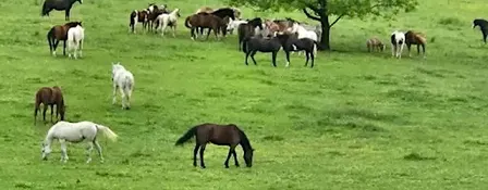 Harvest Full Moon and Sunset Yoga with Horses