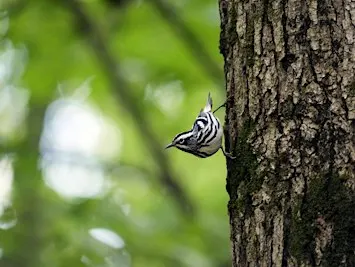 Fall Migration Bird Stroll
