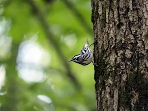 Fall Migration Bird Stroll