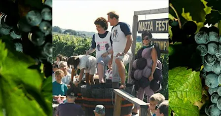 Grapestomping Contest