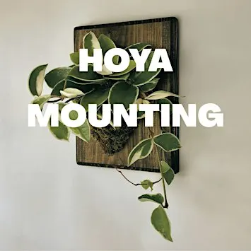 Hoya Mounting Class