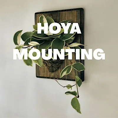 Hoya Mounting Class