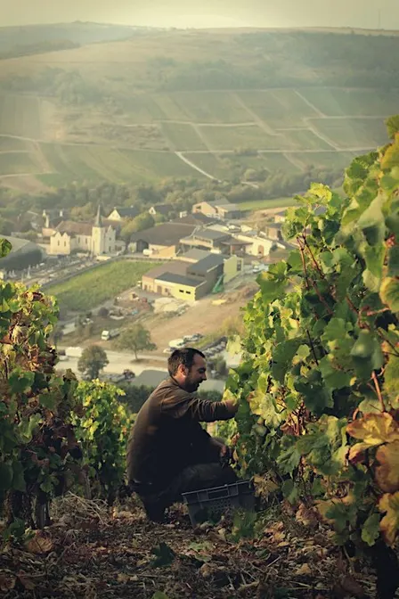 Domaine Henri Bourgeois Sancerre Dinner