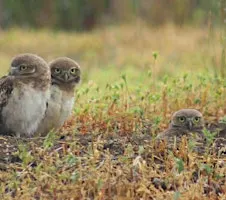 Poetry Writing on the Prairie