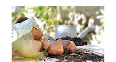 LAYERED BULBS