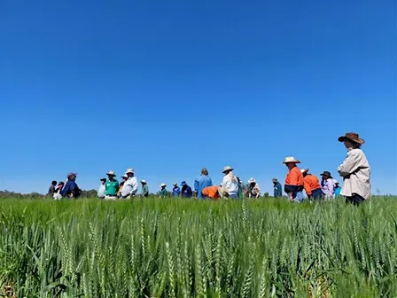 Winter Crop Field Walk: Diseases, Weeds & Beneficials