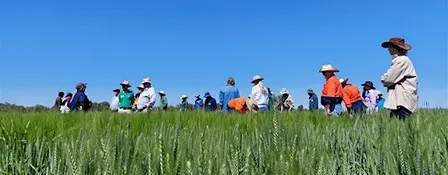 Winter Crop Field Walk: Diseases, Weeds & Beneficials