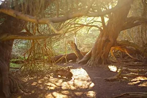 Chichester Networking in Nature- netwalking at Kingly Vale