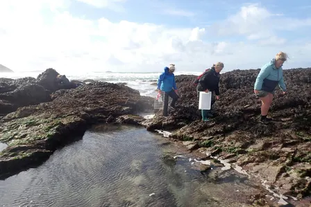 Shoresearch Week: Cowrie Reef, Polzeath