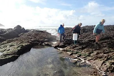 Shoresearch Week: Cowrie Reef, Polzeath