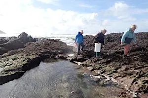 Shoresearch Week: Cowrie Reef, Polzeath
