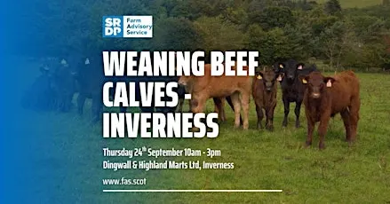 Weaning Beef Calves - Inverness
