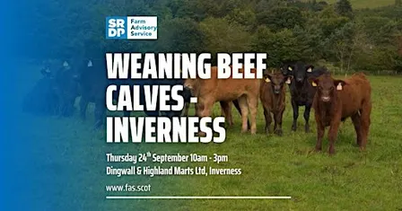 Weaning Beef Calves - Inverness