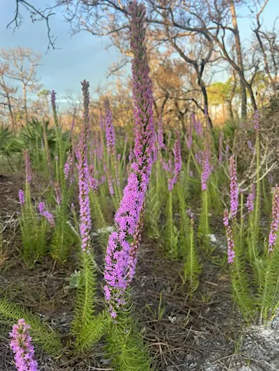 Blazing Blooms- Sunset Scrub Wildflower Walk