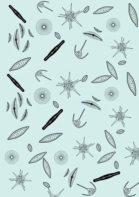 Diatom Project introduction session