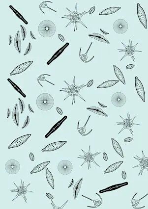 Diatom Project introduction session