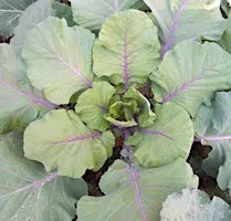 Vegetable Gardening