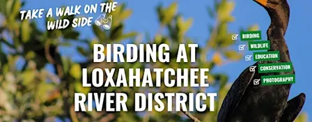 Birding at the Loxahatchee River District with the River Center