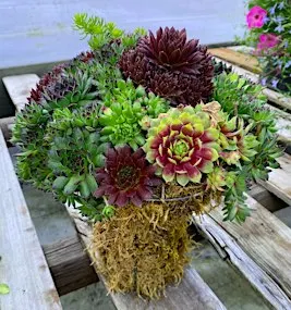 Mushroom Succulent Topiary Workshop