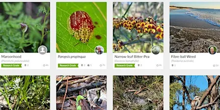 iNaturalist for Beginners: Snap, Upload, Identify