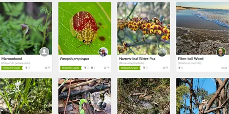iNaturalist for Beginners: Snap, Upload, Identify