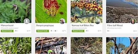 iNaturalist for Beginners: Snap, Upload, Identify