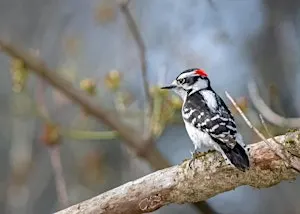 Southern Appalachian Birds through the Seasons