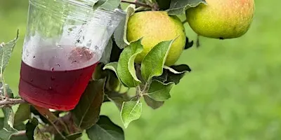 Guided Tasting with Providence Farms Cidery's Cidermaker