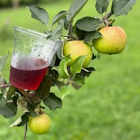 Guided Tasting with Providence Farms Cidery's Cidermaker