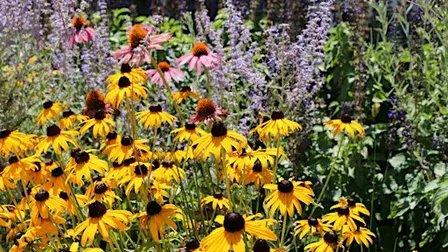 Fall Wildflowers of the NC Arboretum