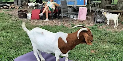 Goat Yoga