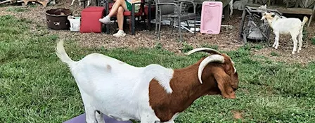 Goat Yoga