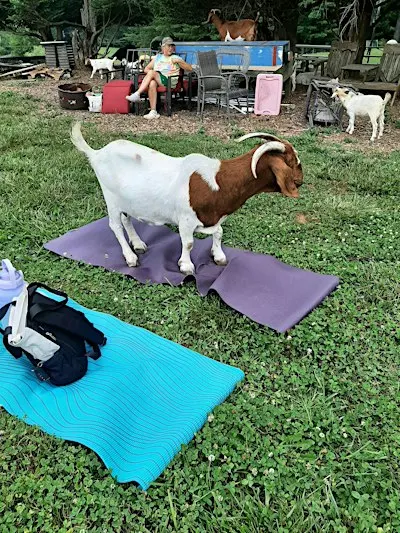 Goat Yoga