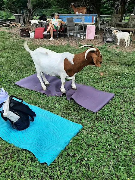 Goat Yoga