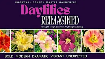 Daylilies Reimagined