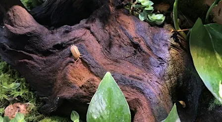 Tailored Terrariums - Bug Club