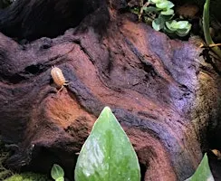 Tailored Terrariums - Bug Club