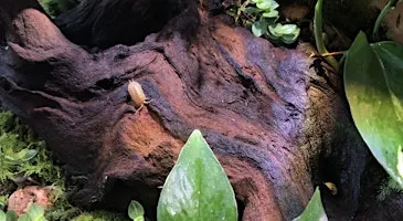 Tailored Terrariums - Bug Club