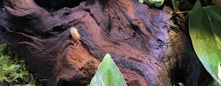 Tailored Terrariums - Bug Club