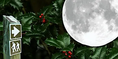 Full Moon Holly Forest Walk