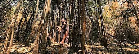 Eternal Trees, Eternal Mountains